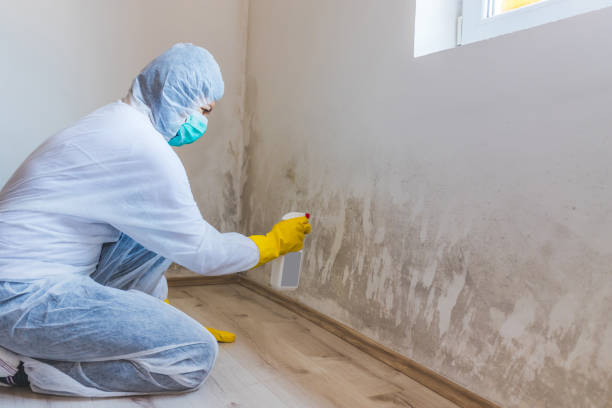 Licensed Basement Mold Remediation service in Jacksonville, NC - WQB Mold Removal