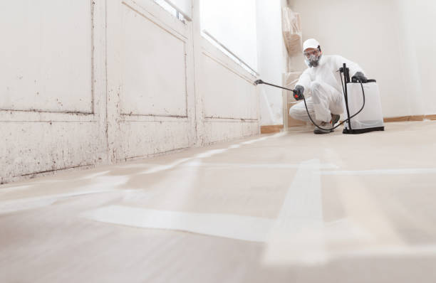 24/7 Emergency Basement Mold Remediation experts in Jacksonville, NC