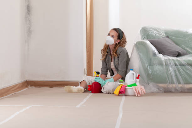Reliable Basement Mold Remediation contractor in Jacksonville, NC by WQB Mold Removal