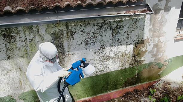 Top rated local Basement Mold Remediation specialists in Jacksonville, NC